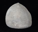 Echinocorys scutata (LESKE 1778) - Bild © FossNet FossilienStore